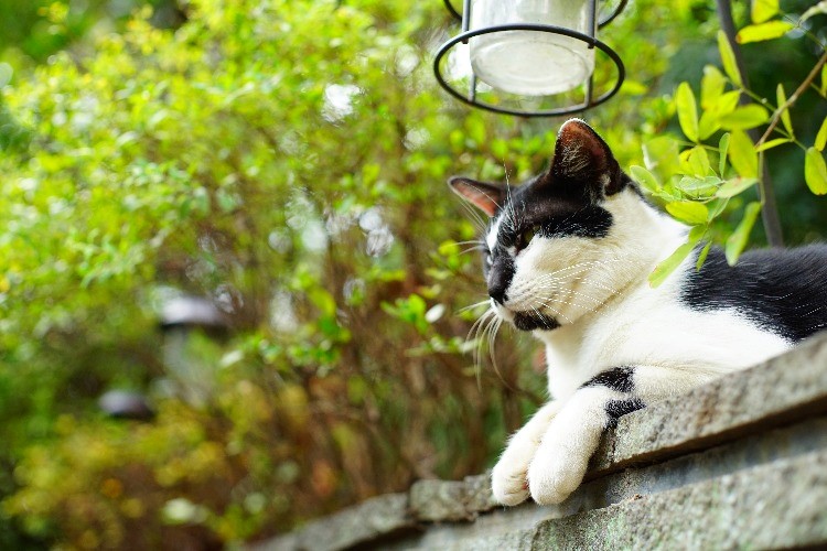 実力派オールドレンズ Canon FD50mm f1.8 【兵庫の猫】撮影レビュー