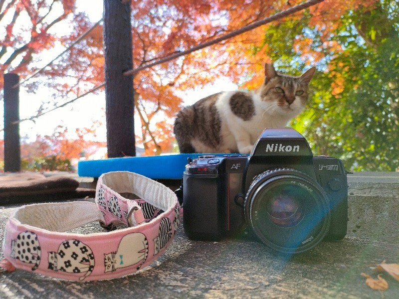 立ち位置はNikon Z8と同じ 高性能一眼 F-801 【京都の猫】 撮影レビュー
