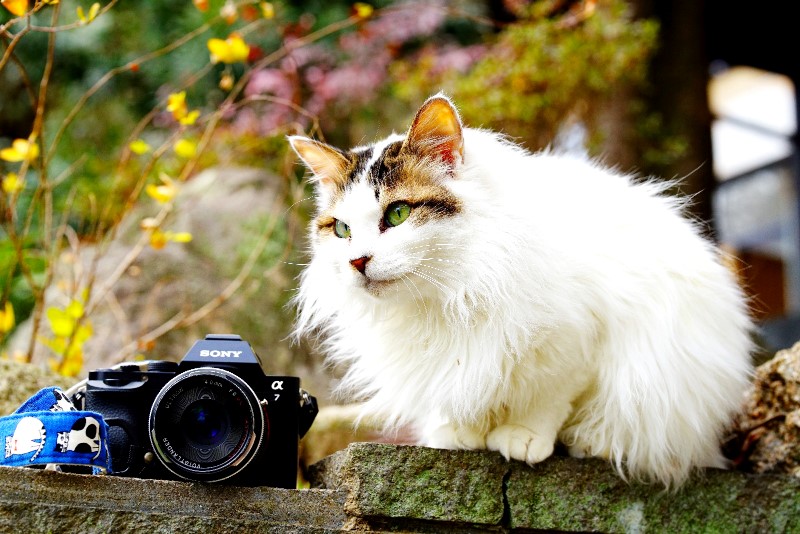 パンケーキはお好きですか？ フォクトレンダー ULTRON 40mm F2 SL