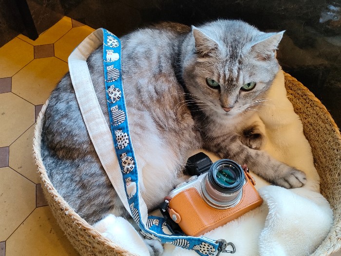 新社会人・Z世代へ気持ちが伝わる贈り物 オリンパス ペン E-PL8 【枚方