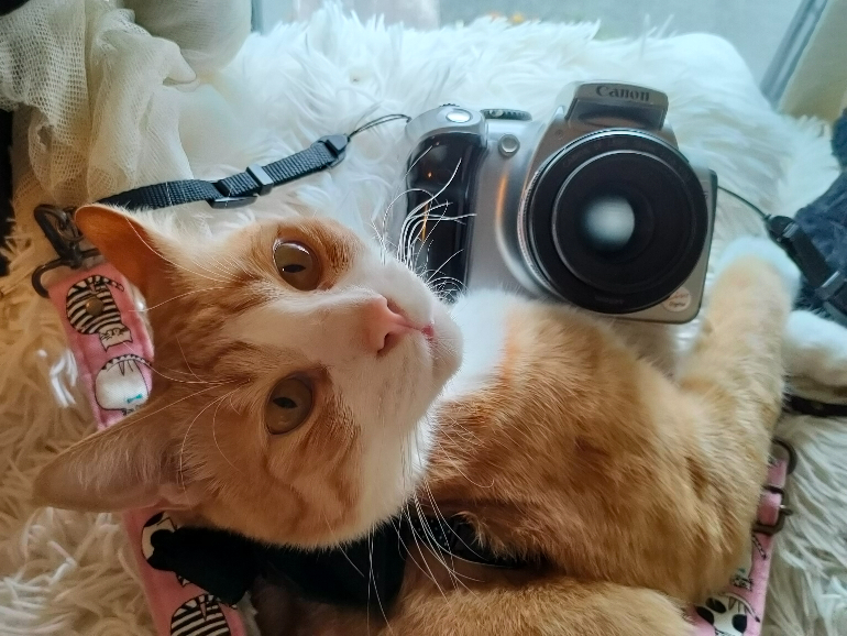 初心者おすすめ！ キヤノンで1番安くて実用的なデジタル一眼 EOS Kiss