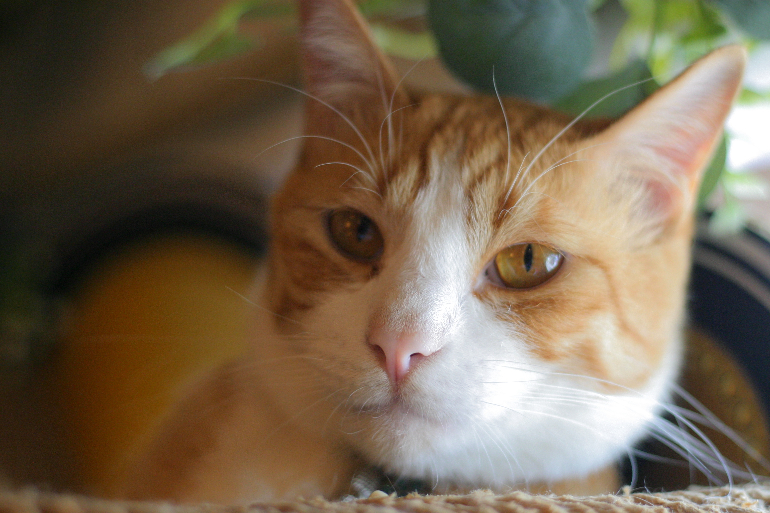 初心者おすすめ！ キヤノンで1番安くて実用的なデジタル一眼 EOS Kiss