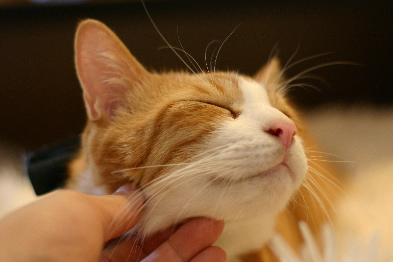 初心者おすすめ！ キヤノンで1番安くて実用的なデジタル一眼 EOS Kiss