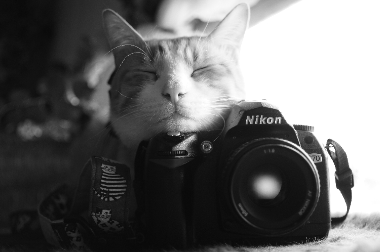 予算1万円以内 暑中見舞いに素敵なオールドデジカメ Nikon D70 【愛し