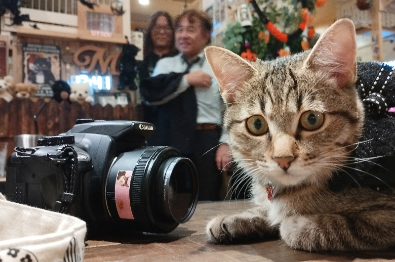 予算5千円～ おうち時間が満喫できる一眼レフ【EOS Kiss Digital N