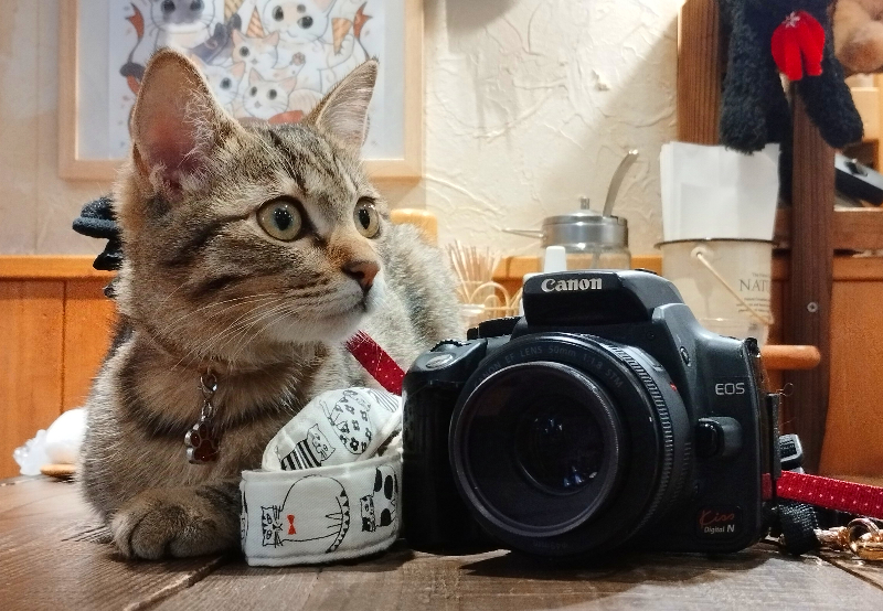 ここ猫様 Canon EOS Kiss N 初心者デビューセット⚡️キャノン