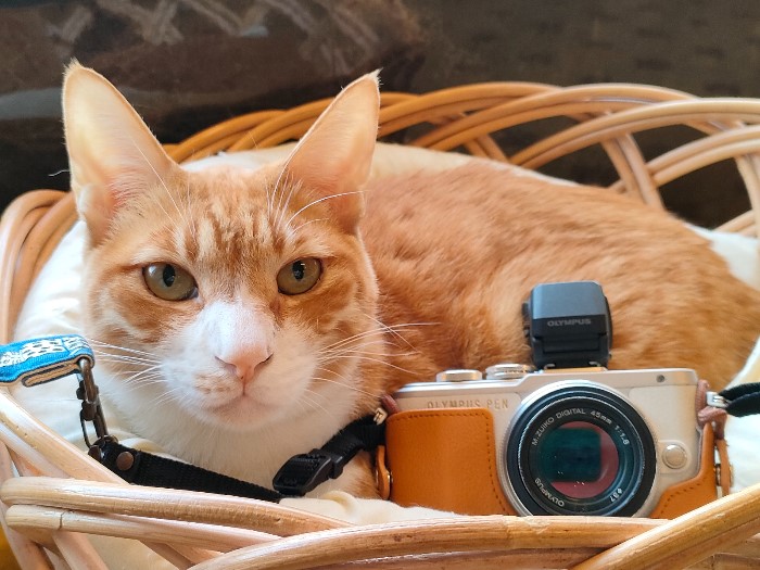 新社会人・Z世代へ気持ちが伝わる贈り物 オリンパス ペン E-PL8 【枚方