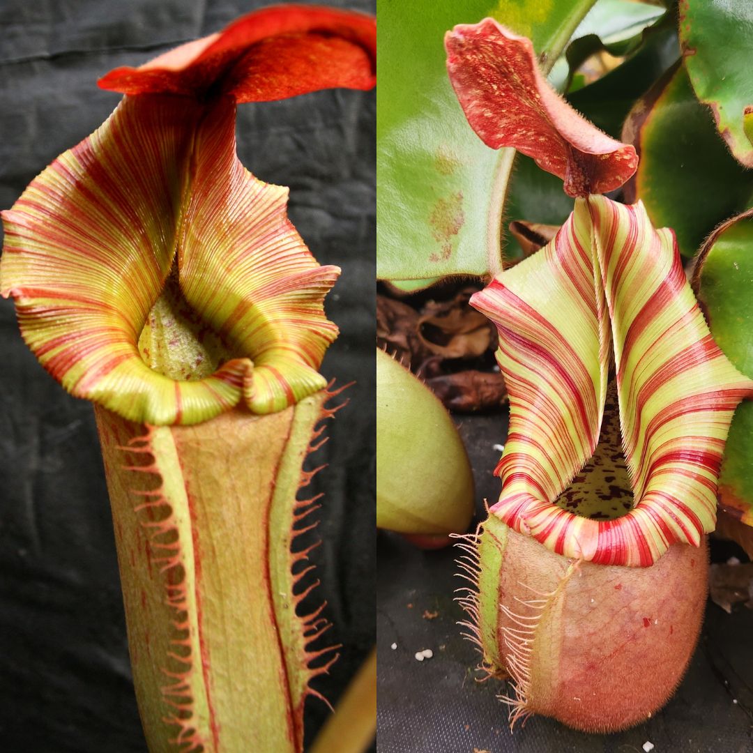Nepenthes {Song of Melancholy x [(lowii x veitchii) x boschiana