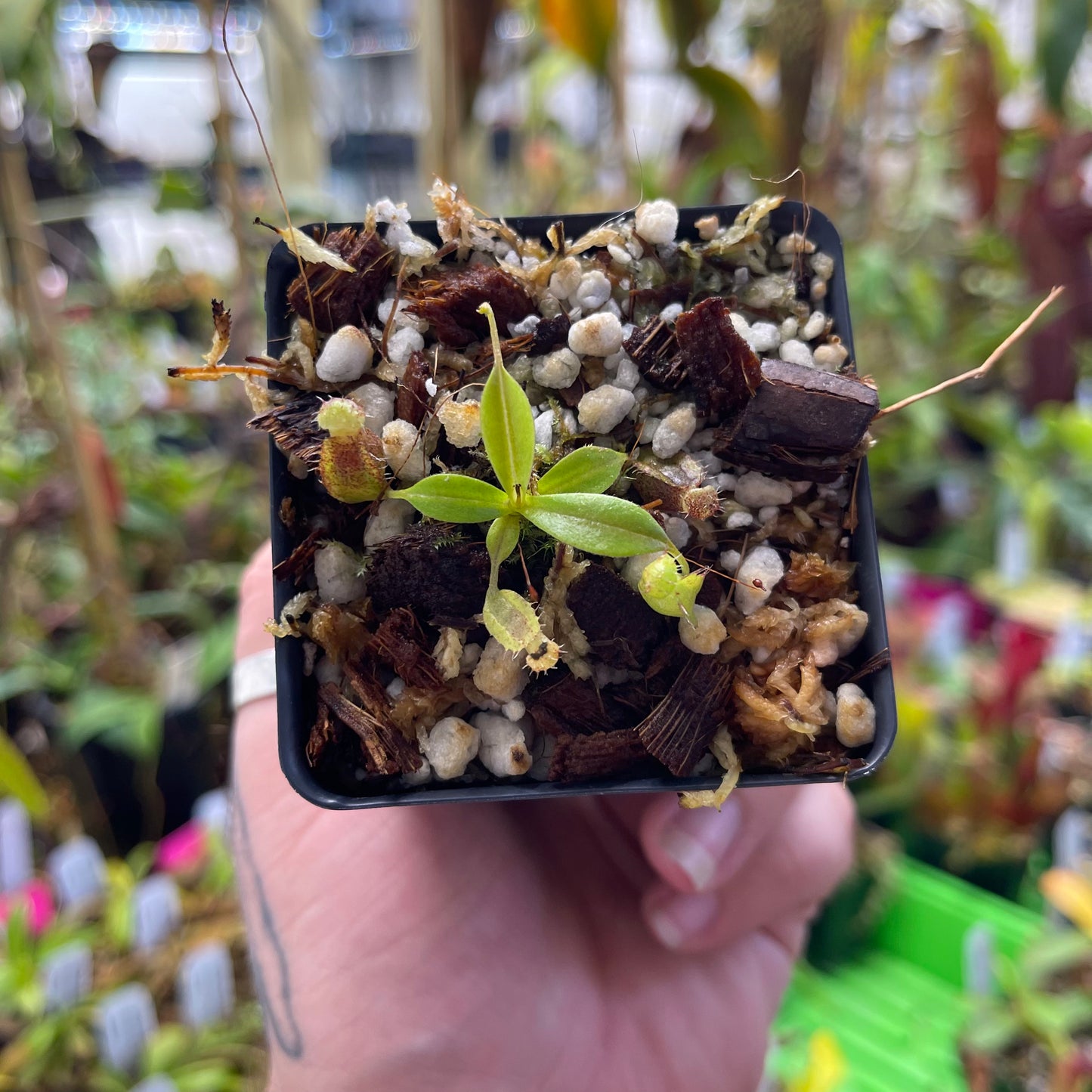 Nepenthes naga x tenuis, CAR-0443 – Carnivero