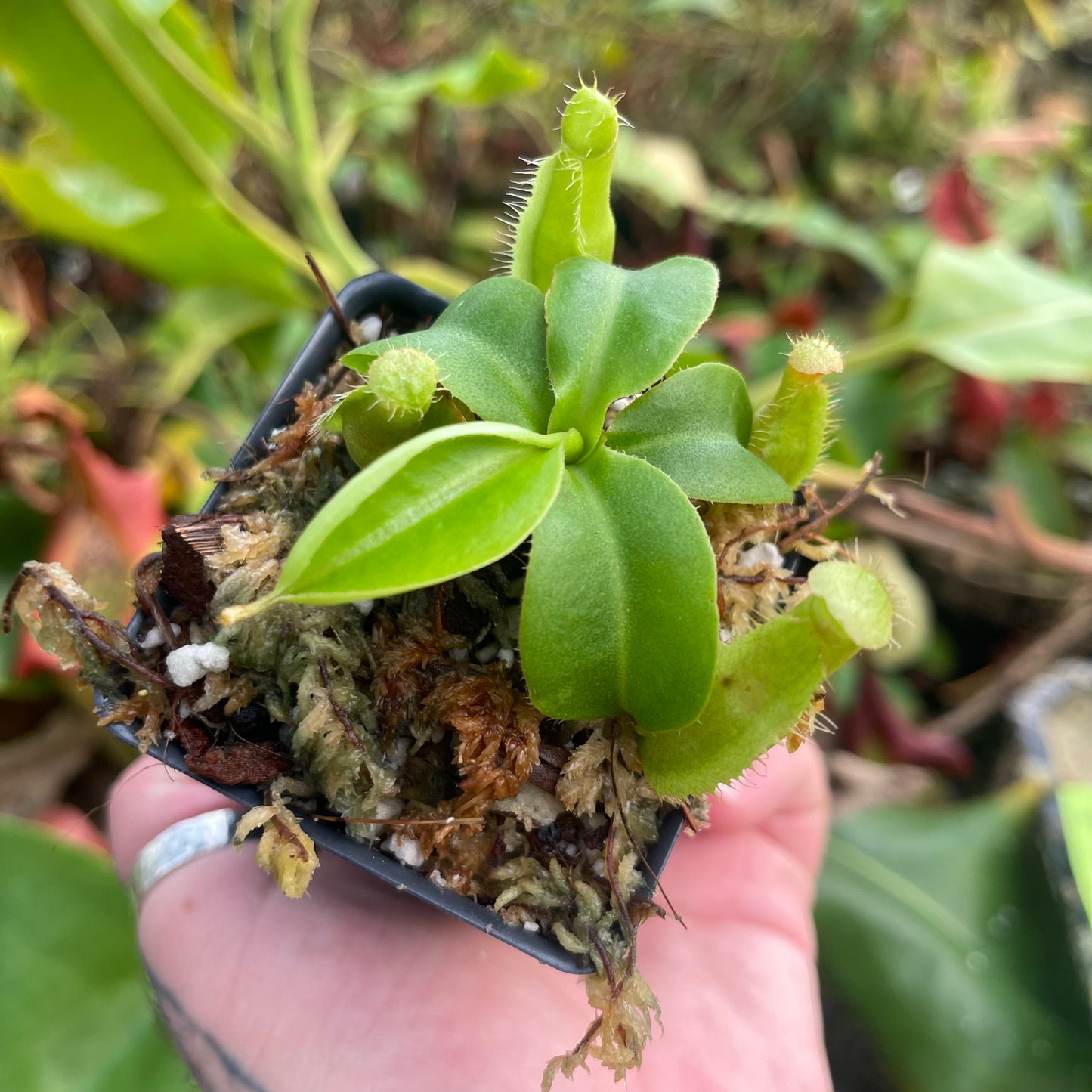 Nepenthes northiana x truncata, CAR-0468 – Carnivero