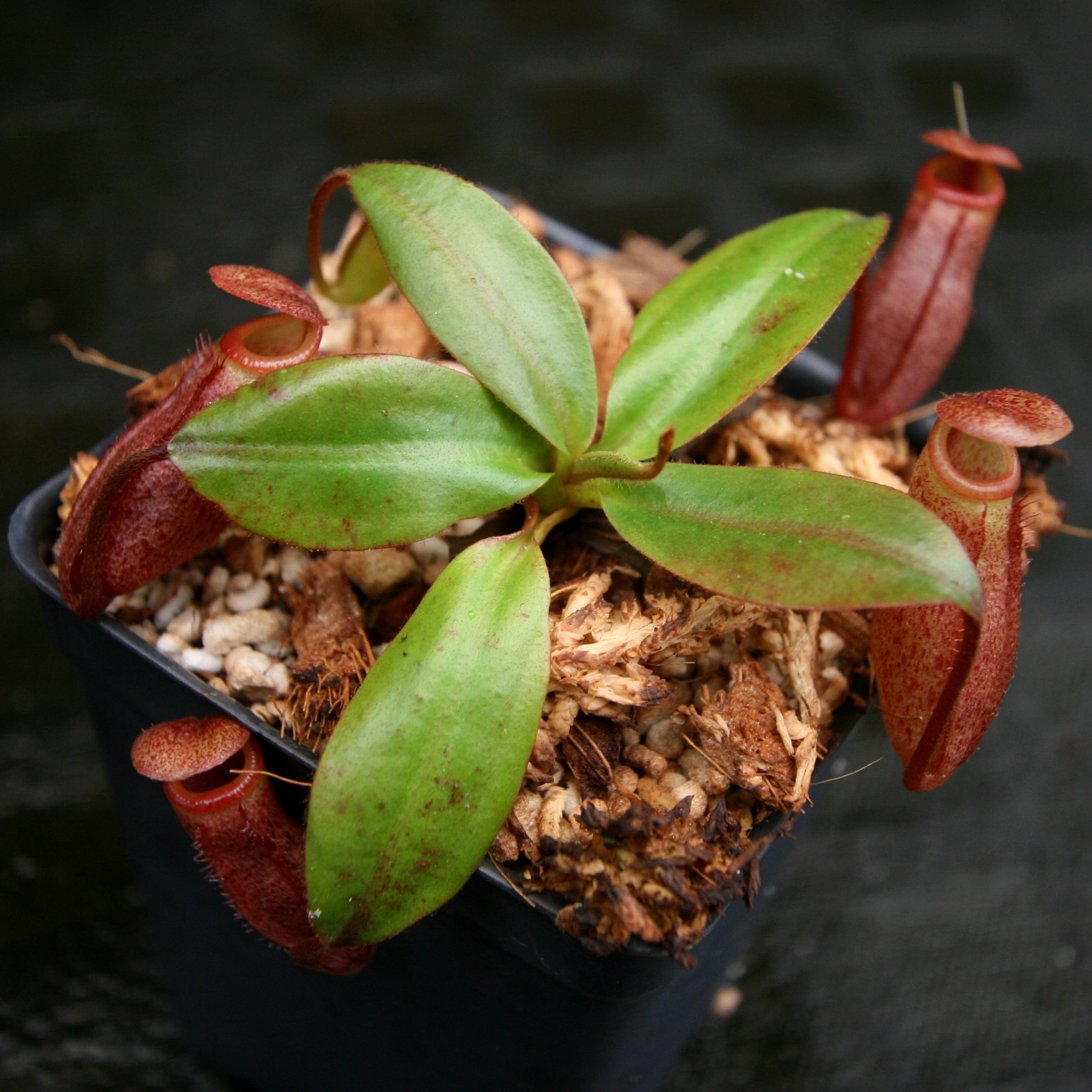 Nepenthes rajah x mira, BE-3518 – Carnivero