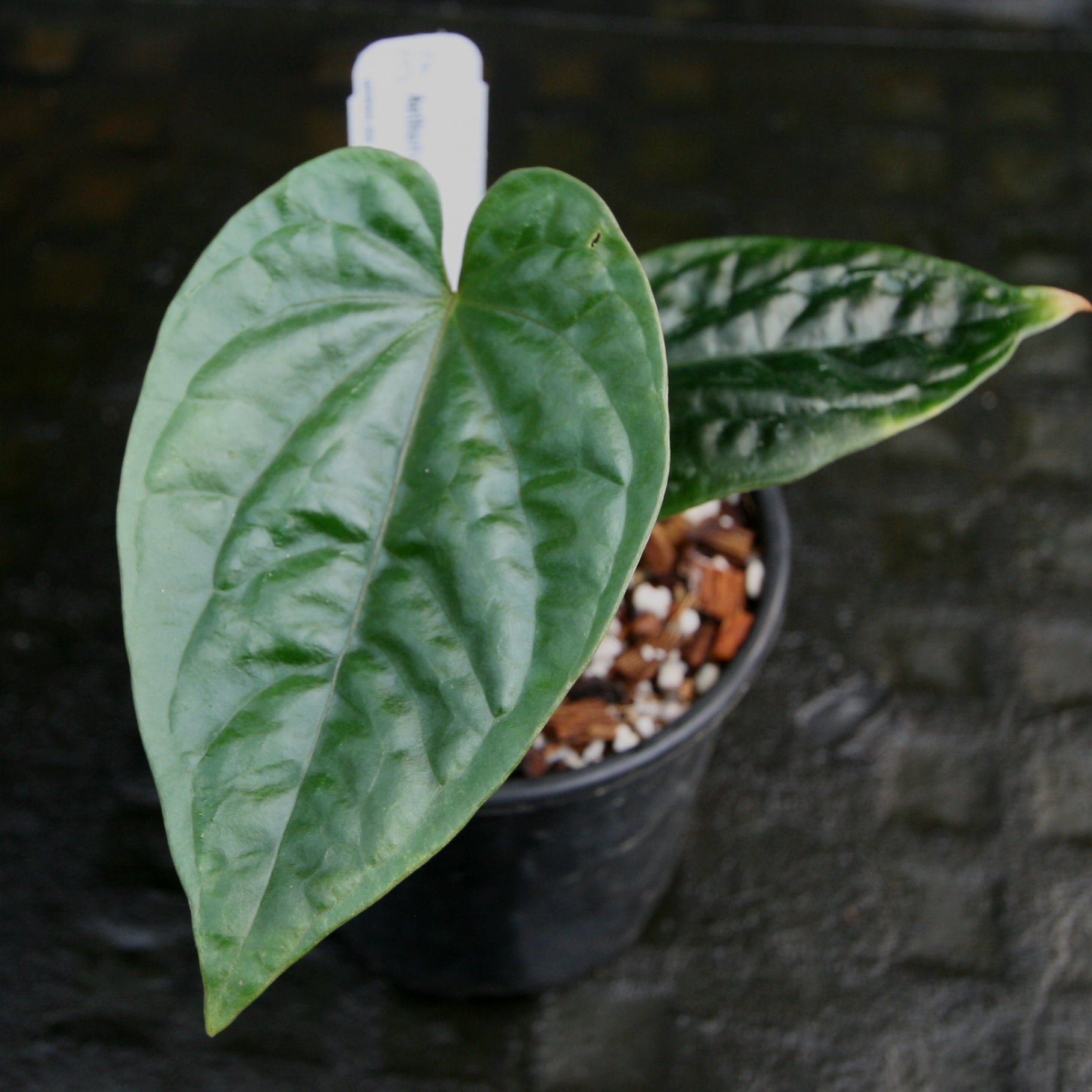 Anthurium debilis – Carnivero