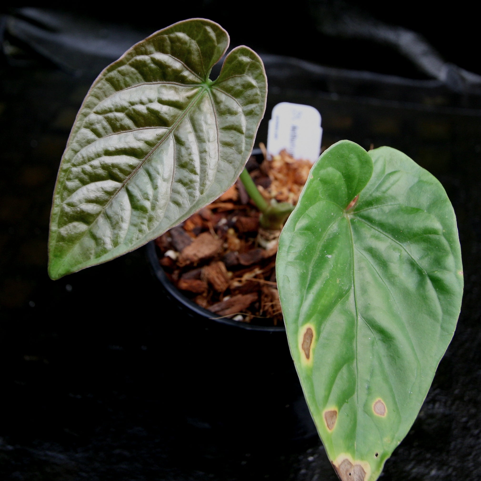 Anthurium debilis – Carnivero