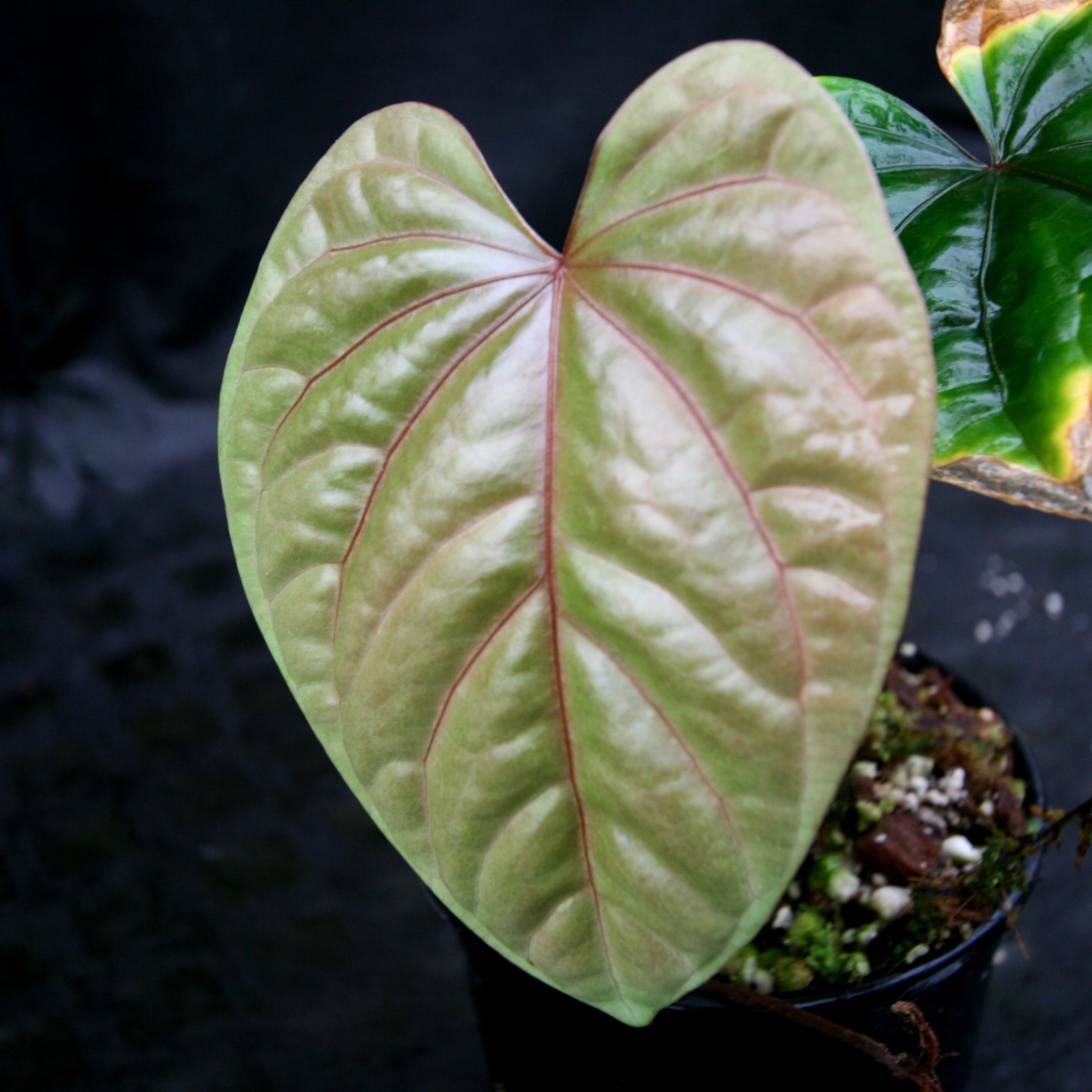Anthurium debilis – Carnivero