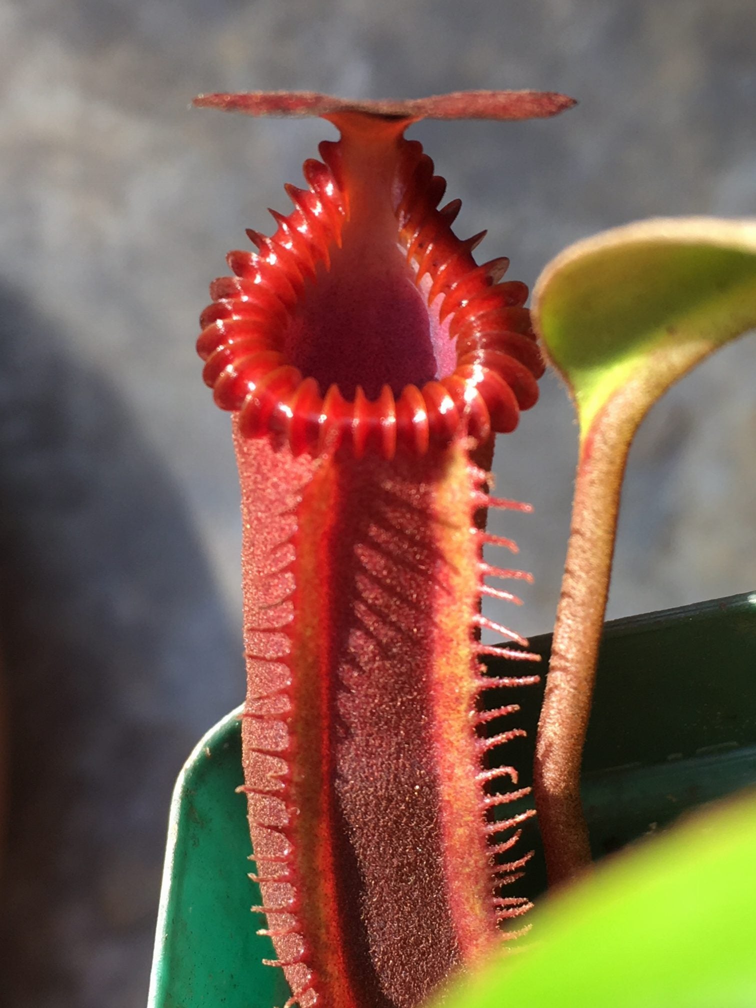 Nepenthes edwardsiana Mt. Tambuyukon – Carnivorous Plant Store