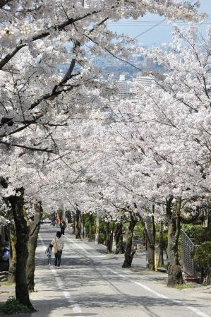 平成26年4月2日 市内各地の桜が見ごろを迎える | 東大阪市