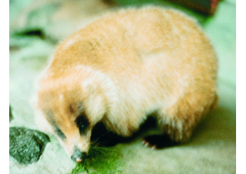 アナグマ｜哺乳類｜レッドデータブック検索｜レッドデータブックまつや