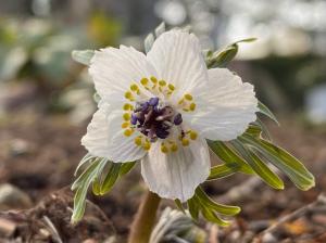 2025年2月21日 - 植物公園 - 水戸市ホームページ