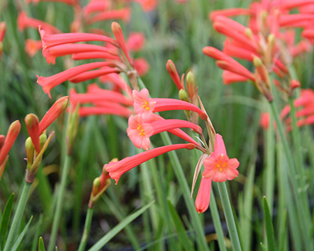 365日誕生花 ＜2月＞ - 宮崎市 [Miyazaki City]