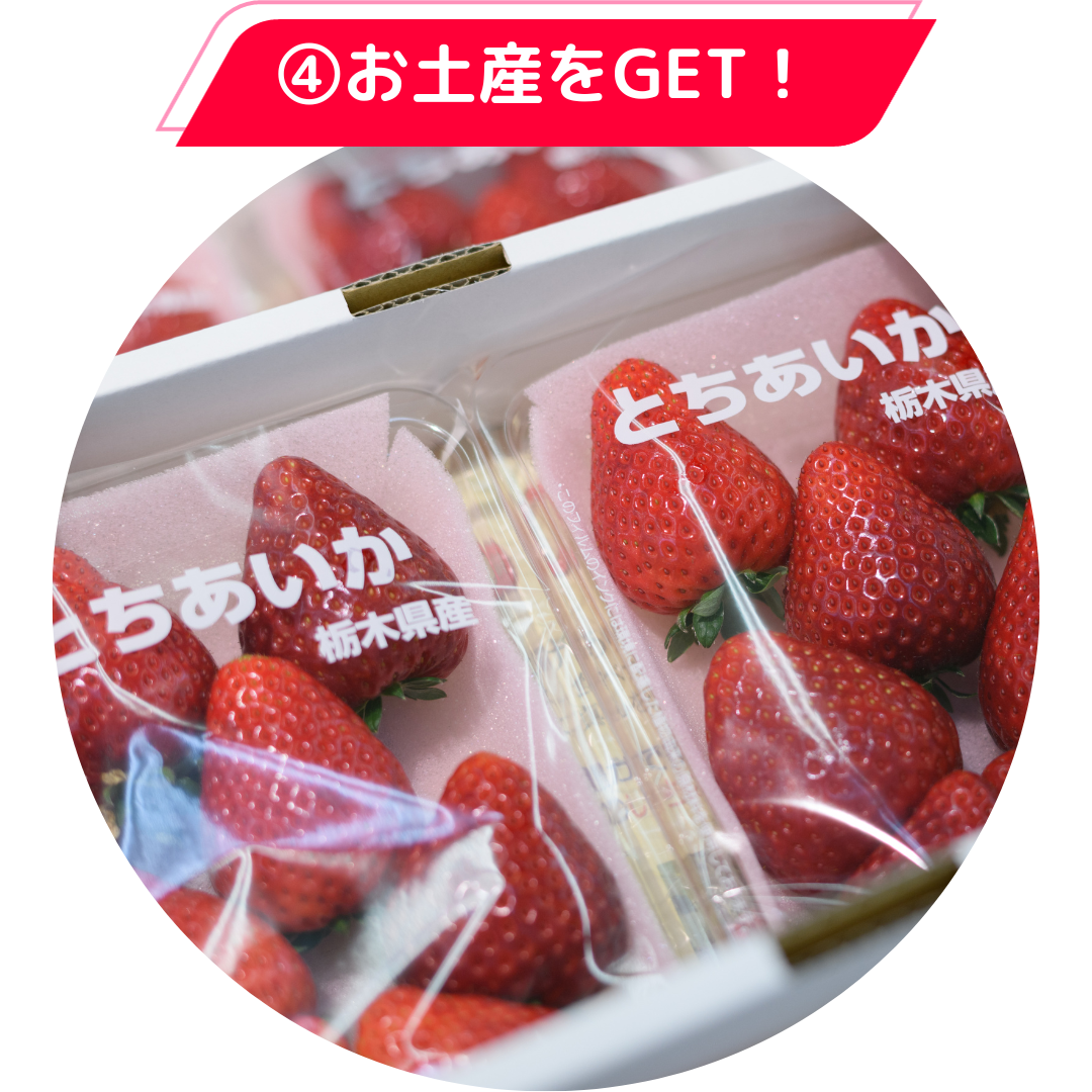 幻の「とちひめ」いちご狩りは、日本一のいちごのまち栃木県真岡市で