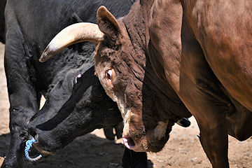 2024年05月04日 巨体激突！牛の角突き開幕