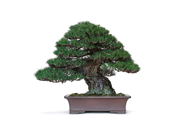 日本盆栽「小さな巨木」 －盆栽を体感する 川﨑仁美（盆栽研究家