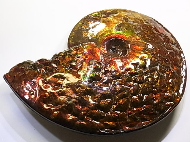 アンモライト原石 アンモライト研究所【化石ジュエリー宝石販売ルーム】