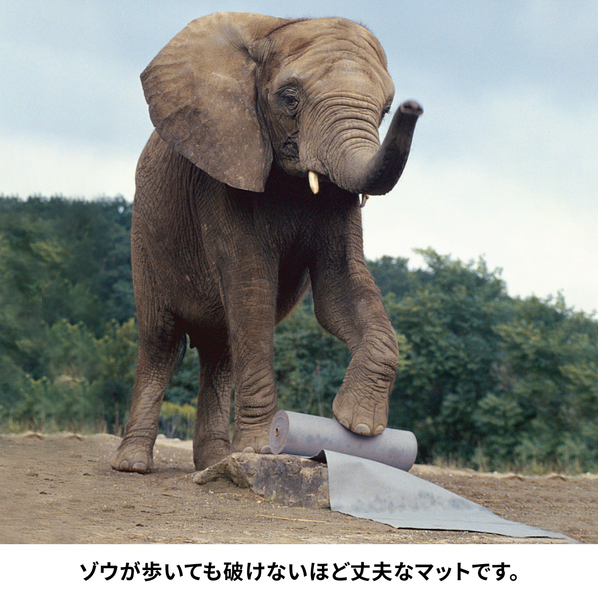 ポリバックピグ®エレファントマット | 取扱い製品 | エー・エム