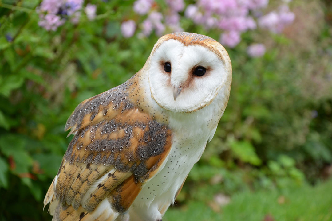 メンフクロウ | アヌヘア：ハワイの花・植物・野鳥図鑑 | Barn Owl