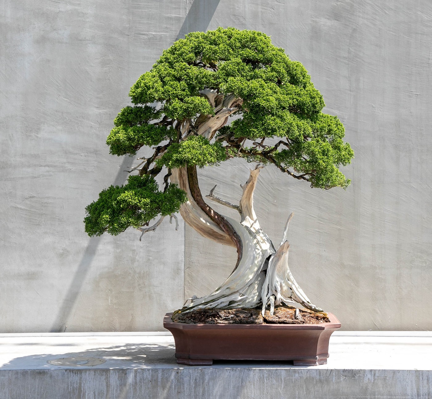 TRADMAN'S BONSAI, led by bonsai master Teppei Kojima, holds its