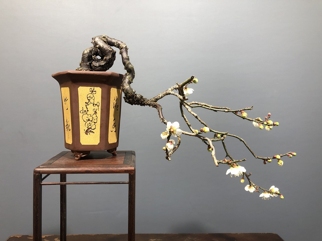 甲州野梅 ※懸崖樹形！！ [赤富士園]