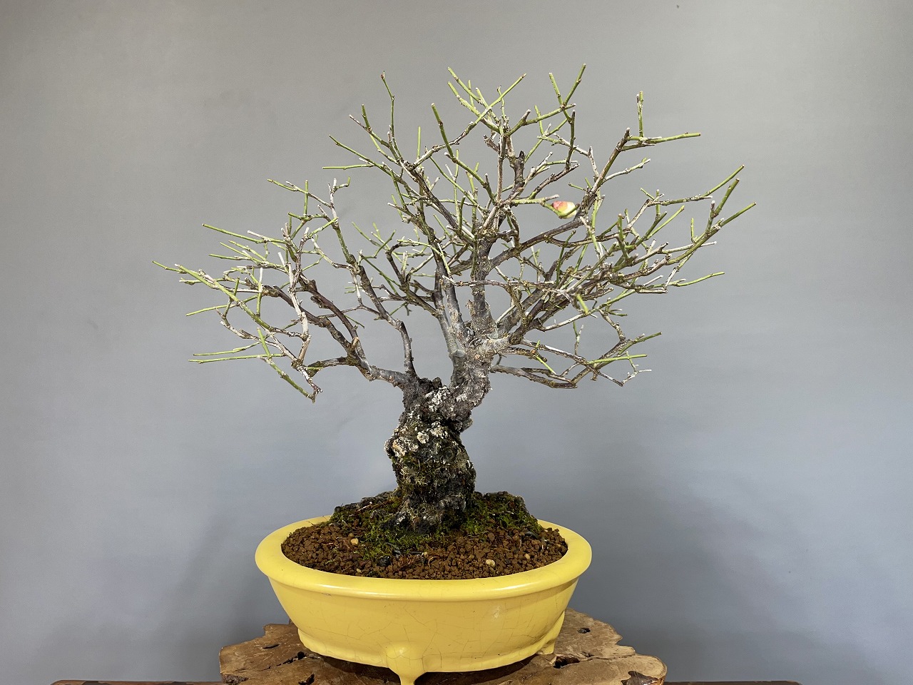 甲州野梅 ※山採り30年 もうすぐ開花です！！ [赤富士園]