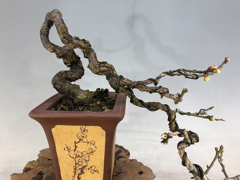 甲州野梅（懸崖）※花芽あります。 [赤富士園]