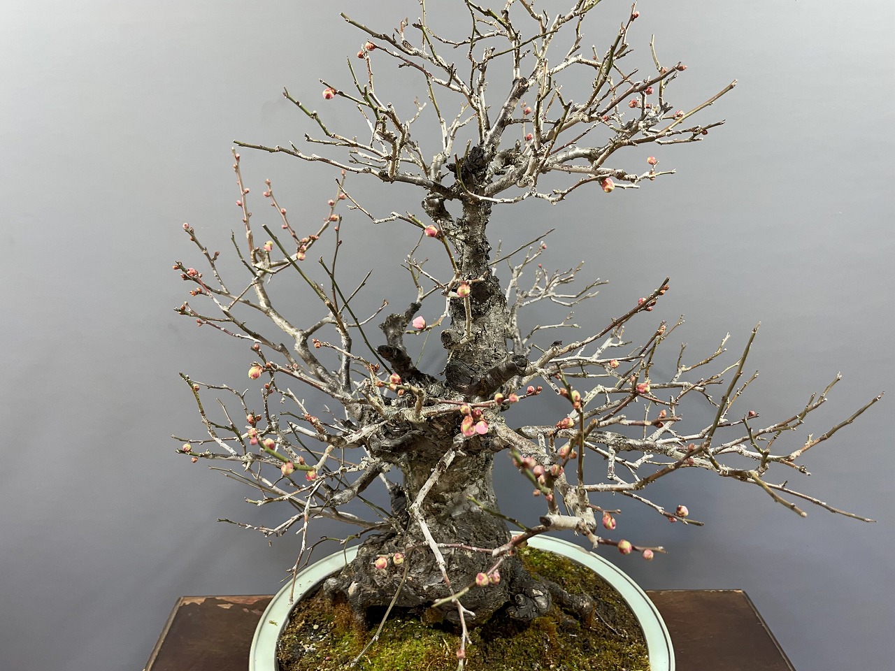 甲州野梅 ※山採り希少品種ピンク花 花芽あり！！ [赤富士園]