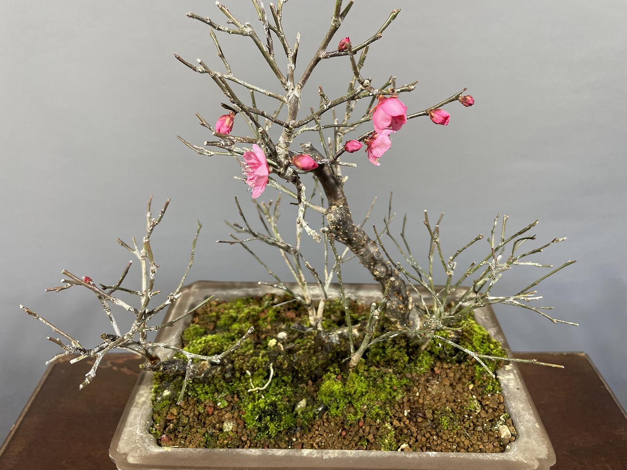 甲州野梅（赤花）※開花しました!! [赤富士園]