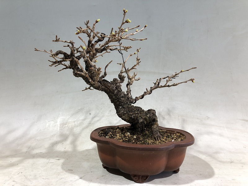 富士桜 ※山採り古木 - 桜盆栽/富士桜 [赤富士園]