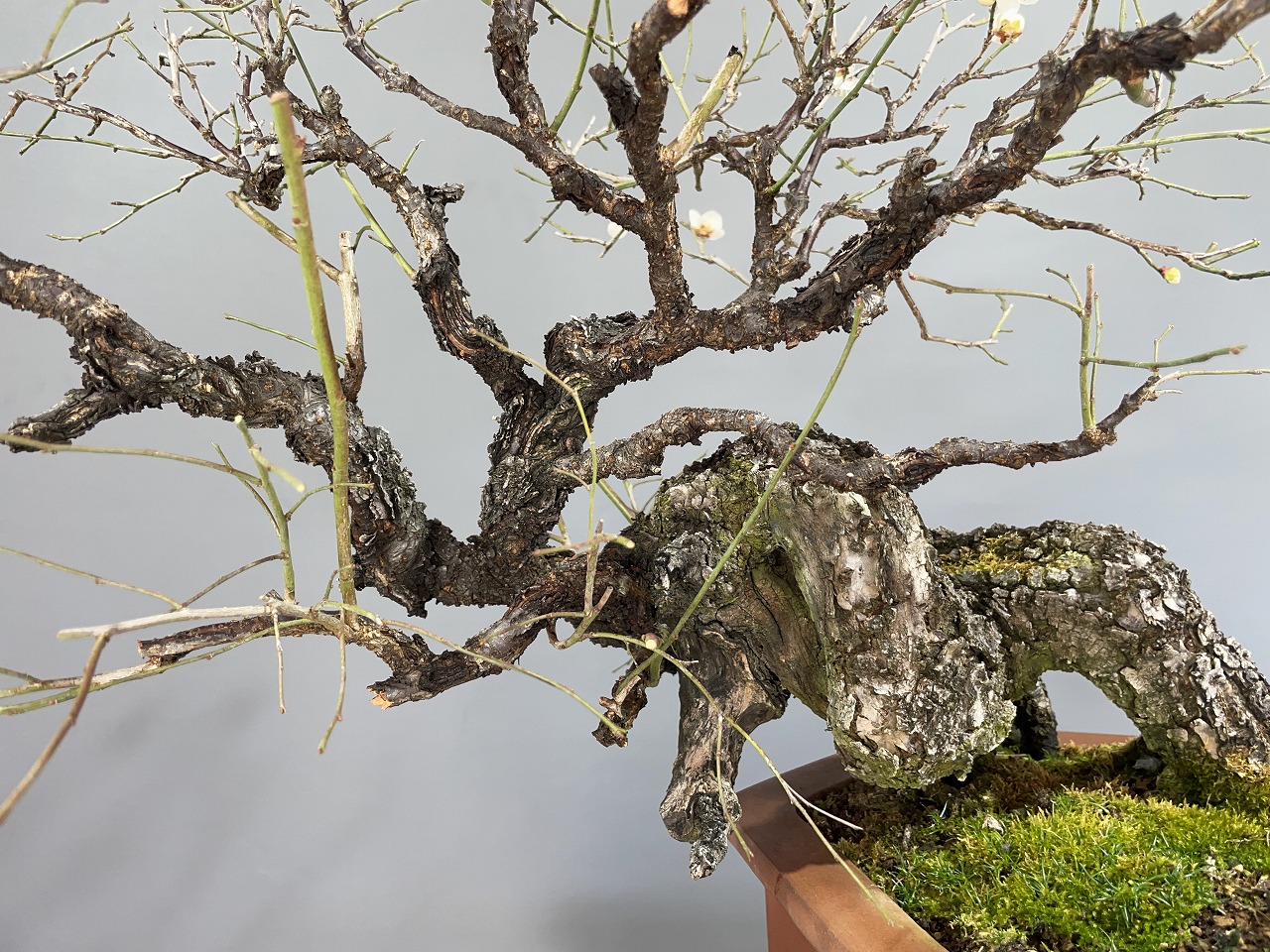 甲州野梅 ※展示会用 山採り古木！！ [赤富士園]