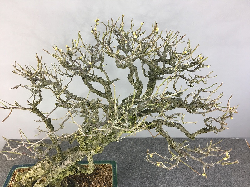 甲州野梅 ※山採り 展示会用 [赤富士園]