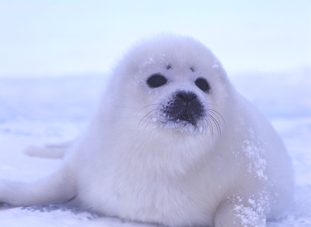 タテゴトアザラシ｜動物図鑑】特徴と生態 | 動物生き物サイト
