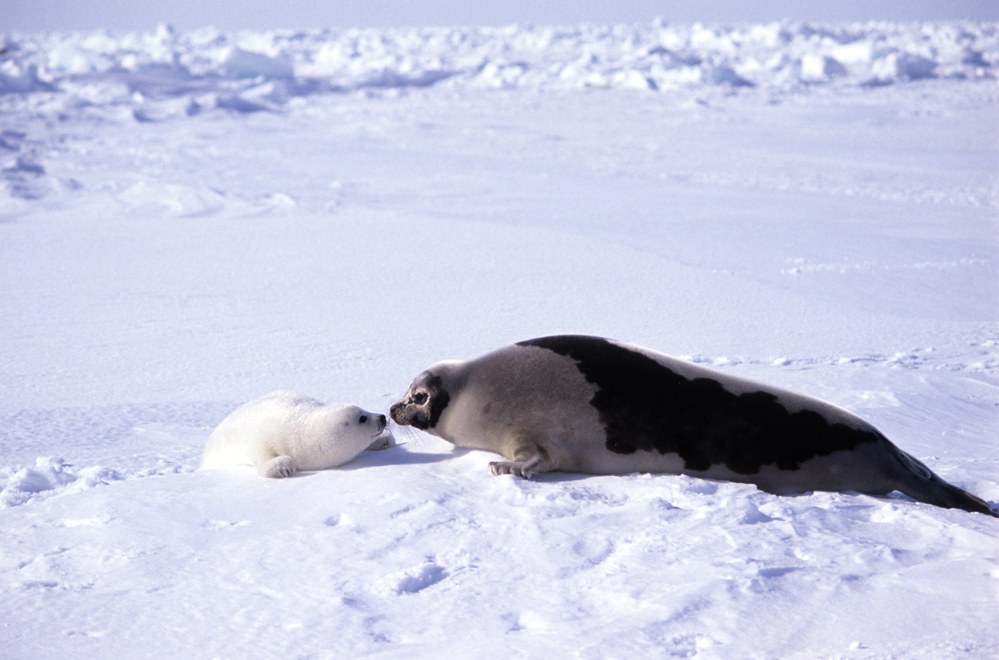 タテゴトアザラシ｜動物図鑑】特徴と生態 | 動物生き物サイト