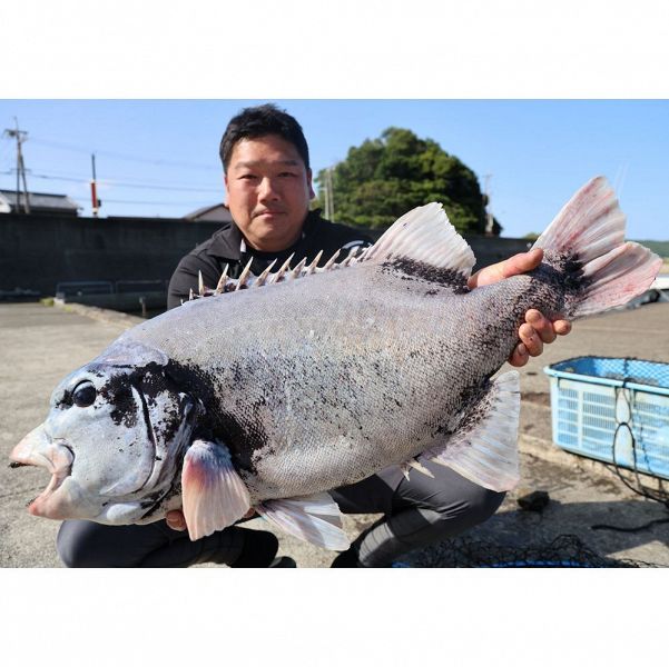 83．5センチの大物イシガキダイ 富樫さん（堺市）釣り上げる