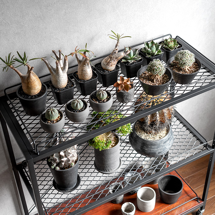 ヴィンテージ調ボタニカルラック BILLS(ビルズ)125cm幅 | 家具