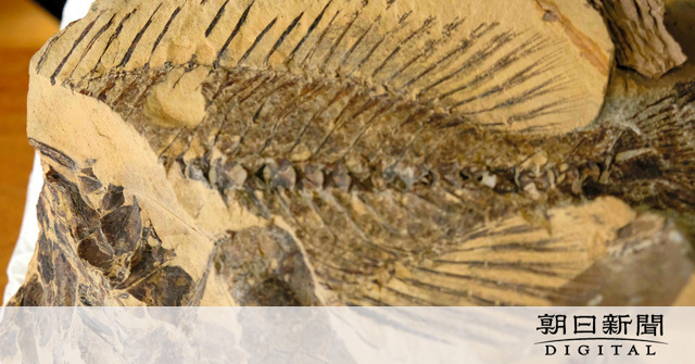 北海道・知床で新種魚類化石 高級魚キンキの古い親戚 [北海道]：朝日新聞