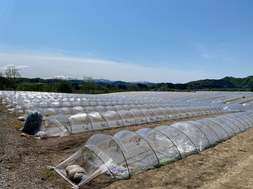 7月・8月限定！三浦半島＆尾花沢の極上スイカでつくる 注文ごとの生