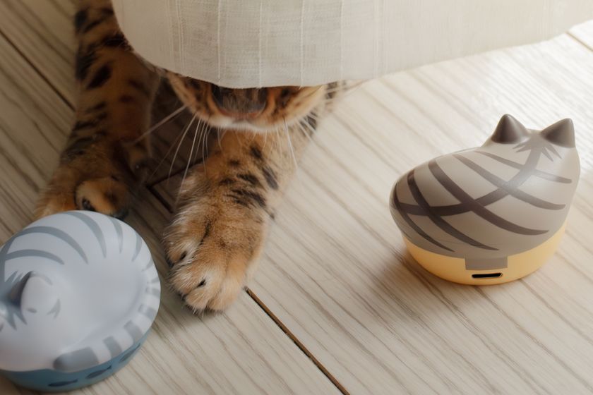 ラディウスのNEKO」にキジシロ、サバトラが仲間入り！ 猫モチーフの