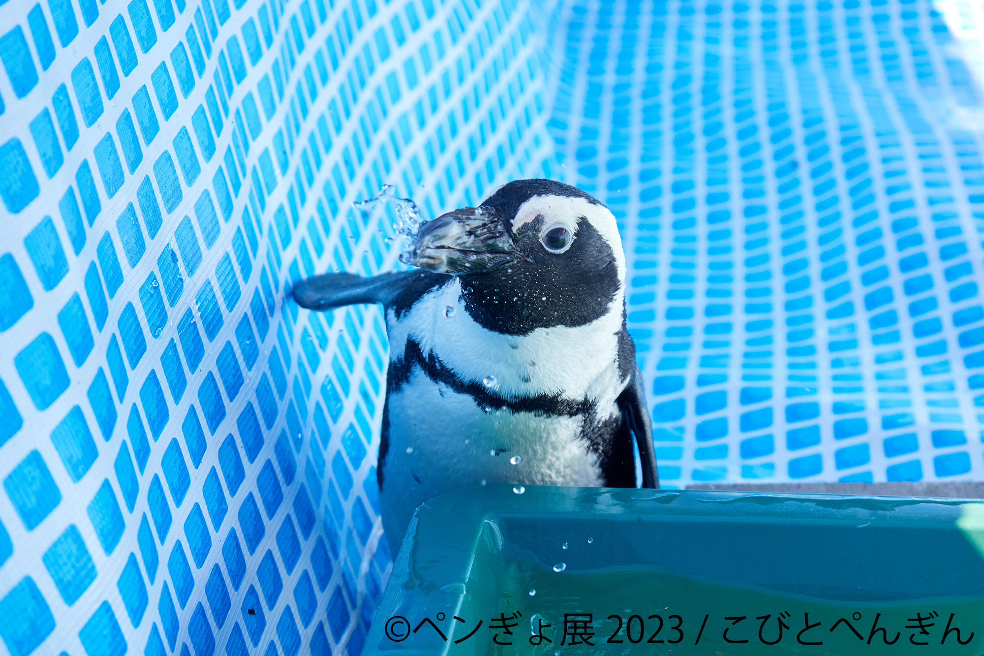 夏にぴったり“ペンギン×金魚”癒しの納涼アートが集結 「ペンぎょ展