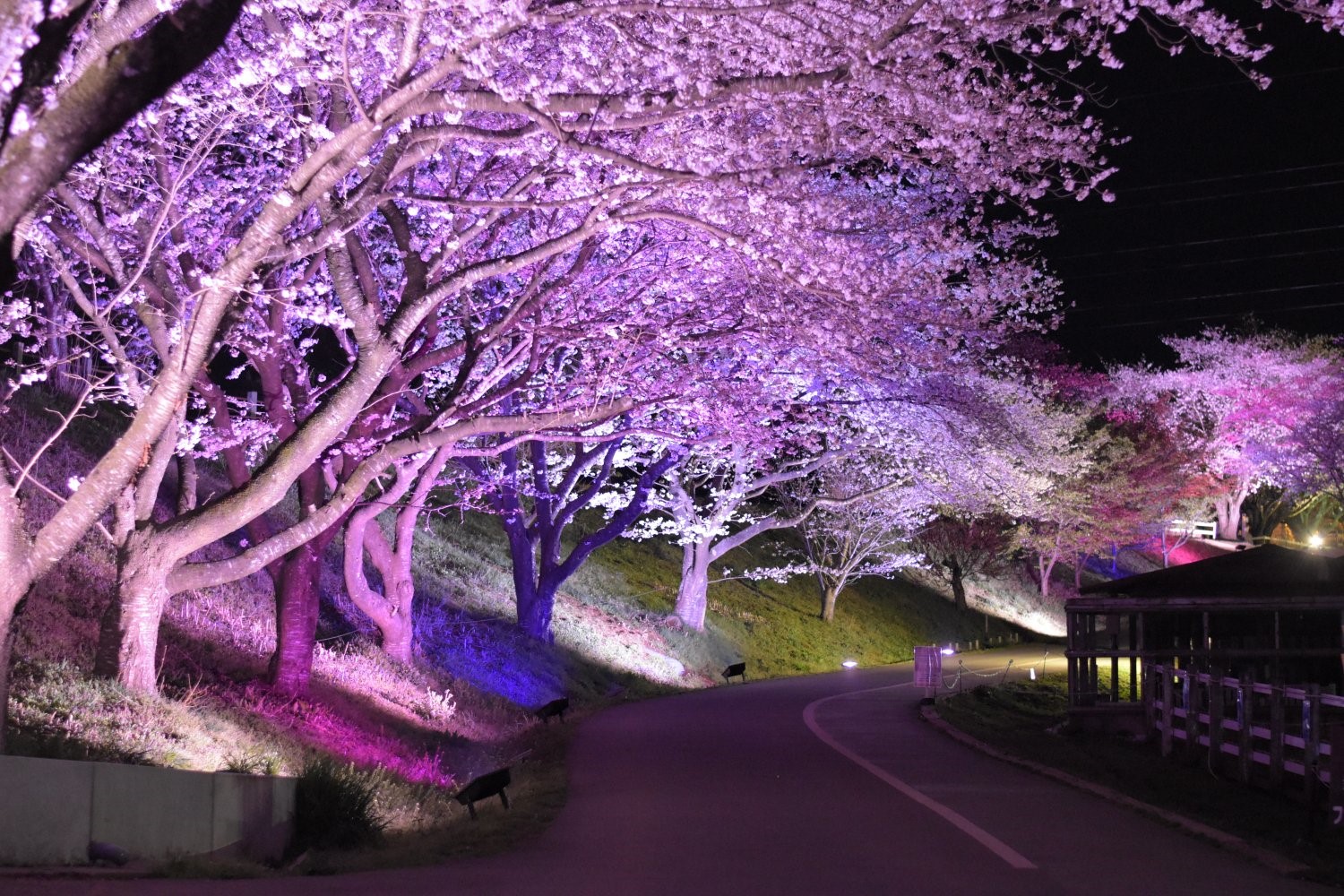 成田ゆめ牧場の桜、満開 『ゆめの花あかり～焚き火と桜と菜の花と