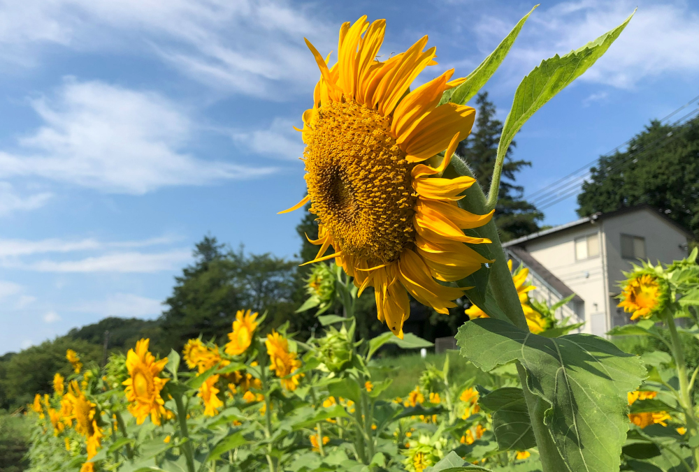 岡津古久(岡津古久老人憩の家前)-ヒマワリ- - 厚木市観光協会 あつぎ