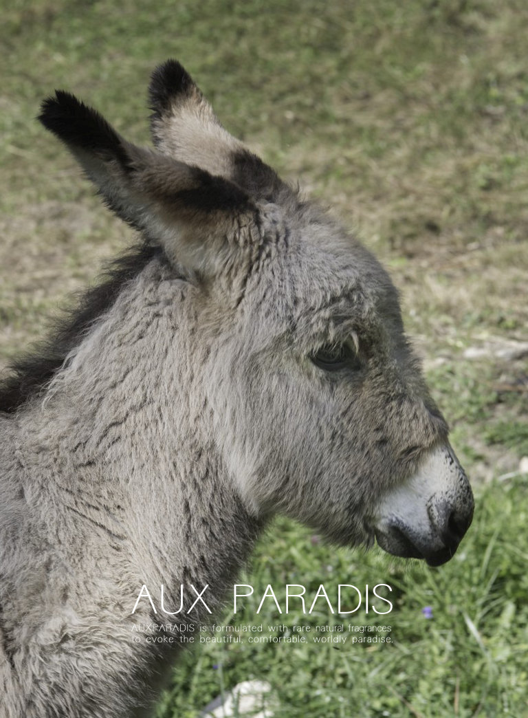 AUX PARADIS 公式オンラインショップ