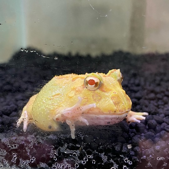 クランウェルツノガエル ライムグリーン アクアノートタチバナ